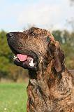FILA BRASILEIRO 210